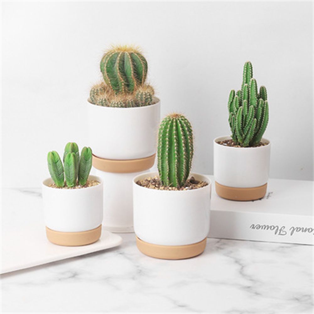 Echeveria Succulent - Maceta Redonda para Cactus y Suculentas,