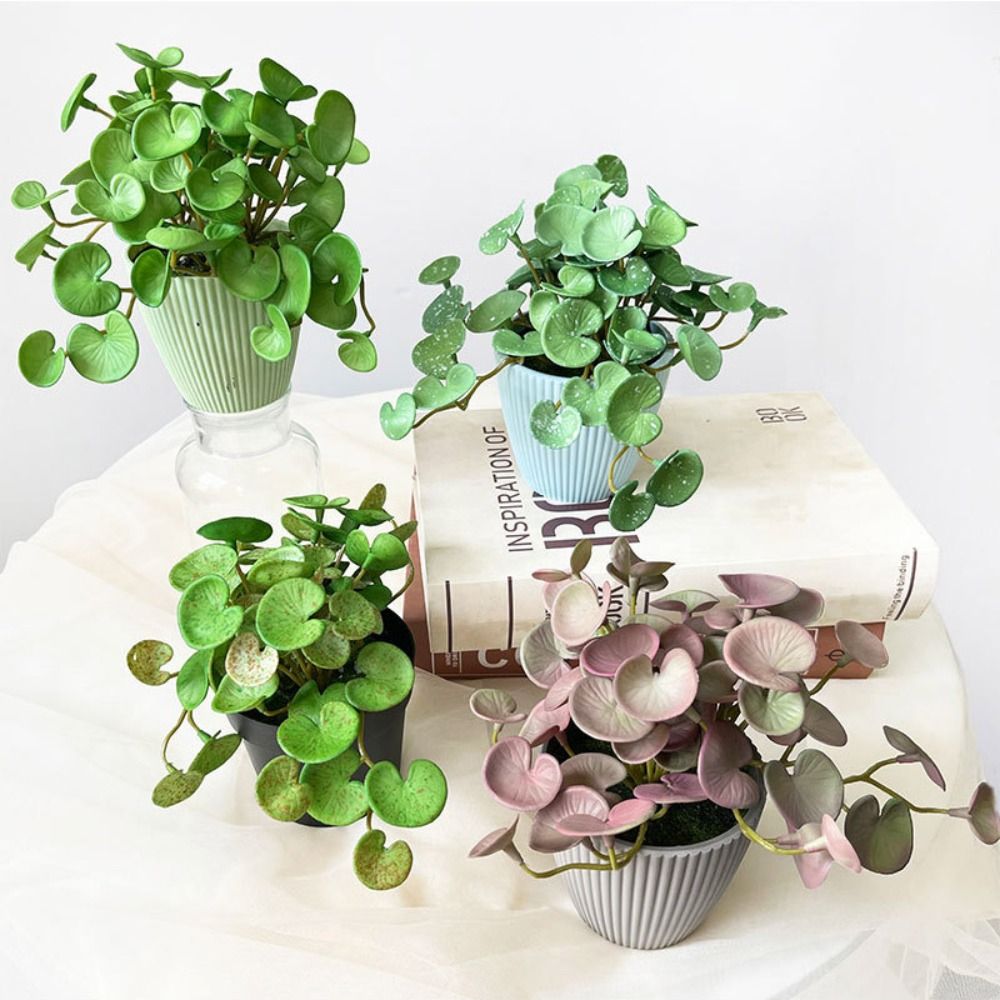 Pegamento suave, planta Artifi - Echeveria Succulent reseña y precio