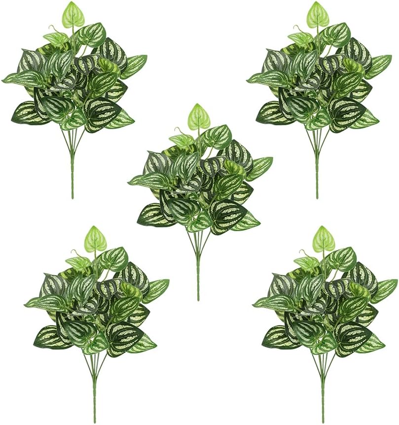 5 uds sandía Peperomia planta  - Peperomia Watermelon reseña y precio